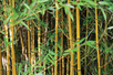 Beware of Bamboo