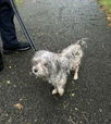 Dog Abandoned in Skilllman, Belle Mead Resident Reports Apple ID Scam, and More