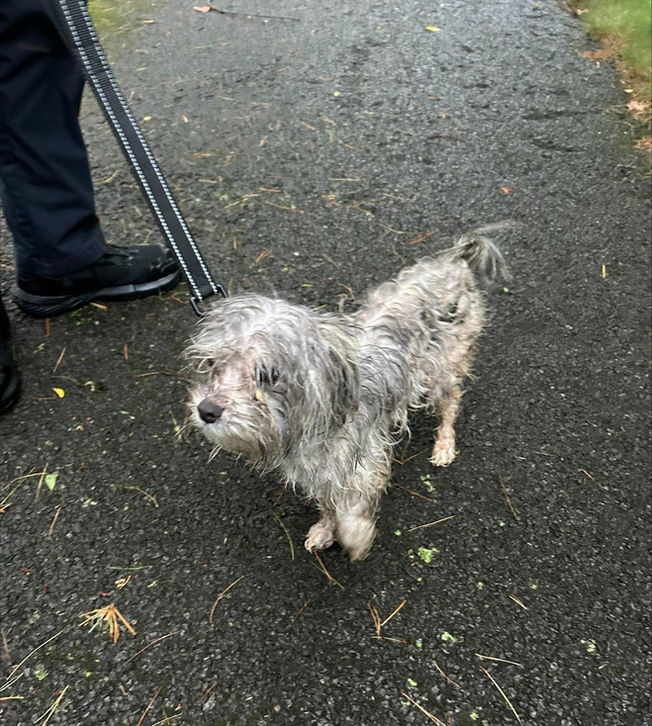 Dog Abandoned in Skillman, Belle Mead Resident Reports Apple ID Scam, and More