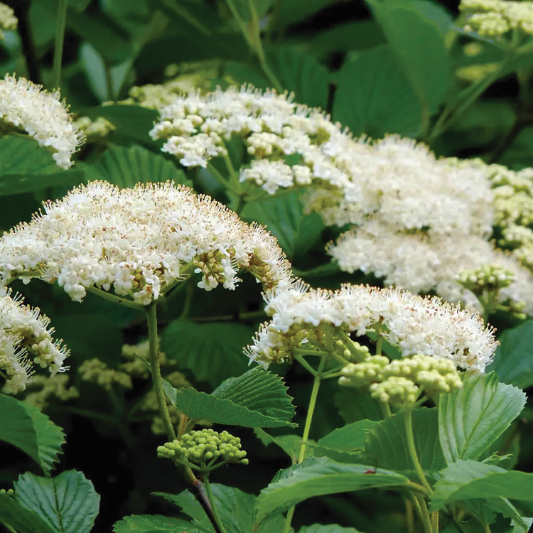 Arrowwood Viburnum (Viburnum dentatum)