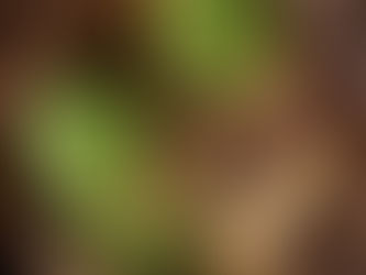 Маття / матча