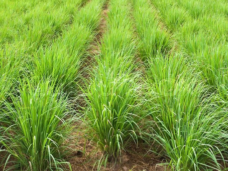 Лимонная трава / лемонграс