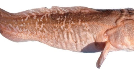 Конгрио (черный) 