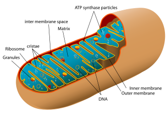 Animal_mitochondrion_diagram_en.svg.png
