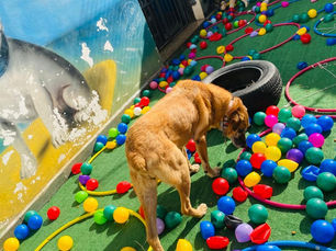 🐶 Creche (Day Care): rotina estruturada e muito amor todos os dias