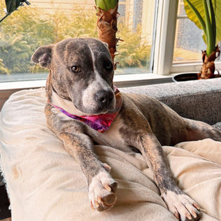 dog for adoption in Cedarburg