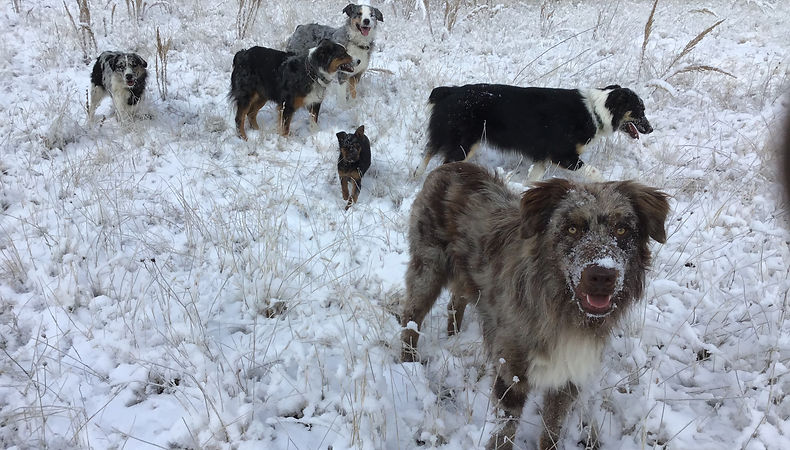 Smokey and the girls.jpeg