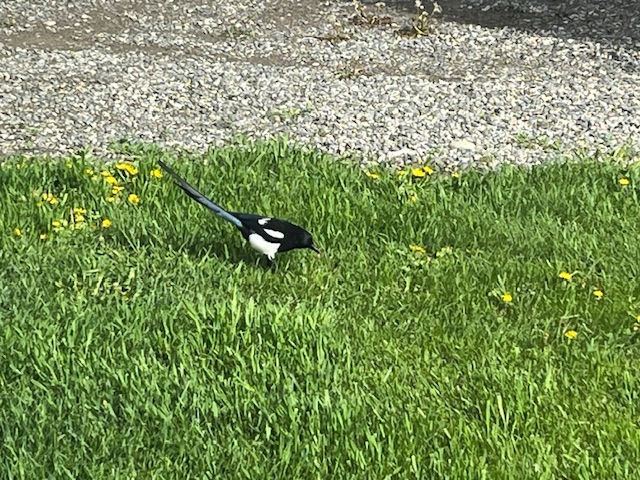 We saw Magpies every day of our stay at Osen's RV Park in Livingston Montana