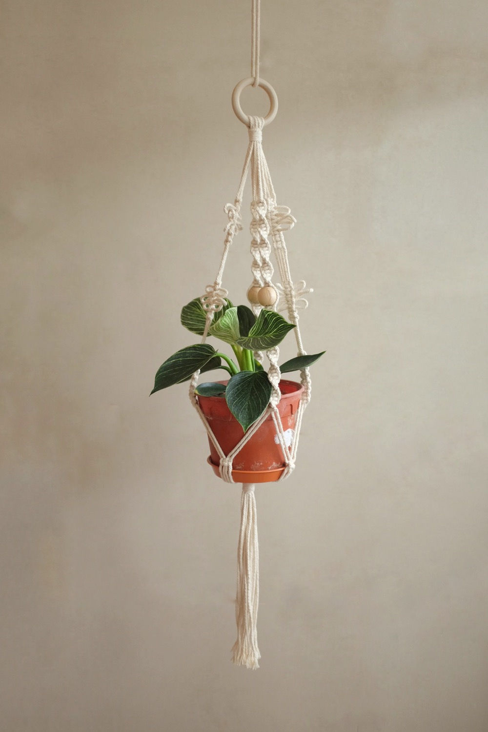 ‘Dragonfly’ plant hanger