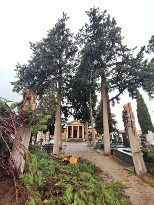 Leonforte : Fra una chiacchiera e un coriandolo sono stati tagliati i cipressi monumentali del cimitero. Perché? 