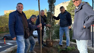 RIPIANTATO IL “PINO” DI PADRE PIO