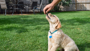 The Importance of Early-Stage Puppy Training with Reward-Based Methods