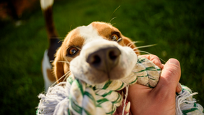 Early Fetching and Tug-of-War Play with Your Puppy
