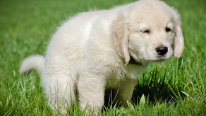 Pee and Potty Training Your Puppy