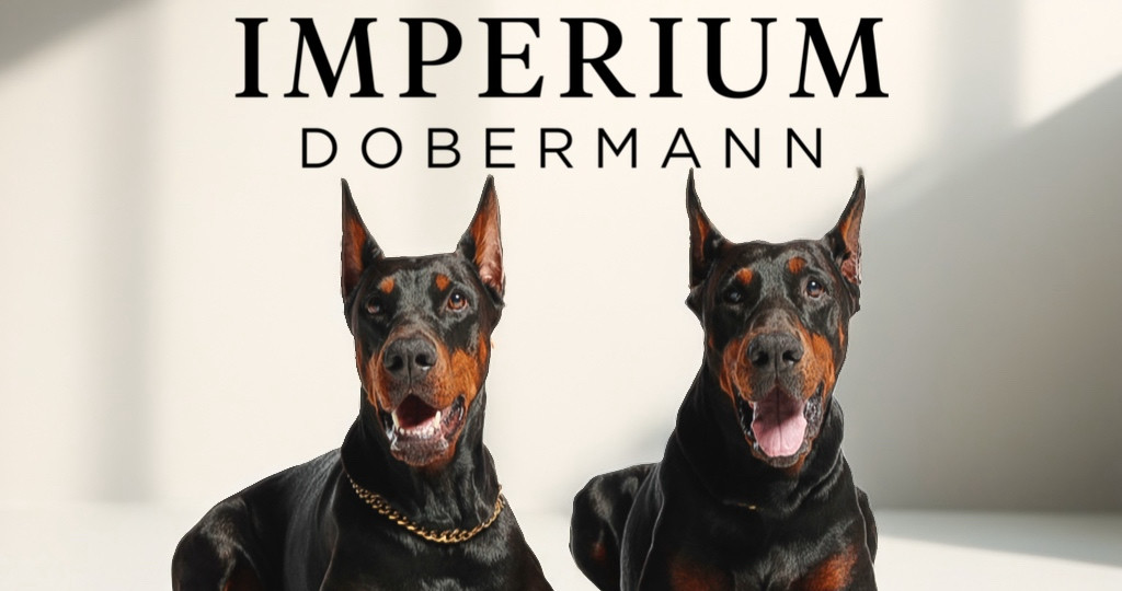 Doberman Breeder | Imperium Dobermann | United States