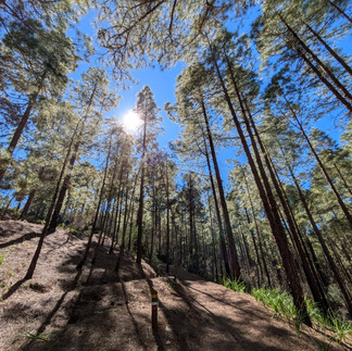 guided hike to Tamadaba on Gran Canaria