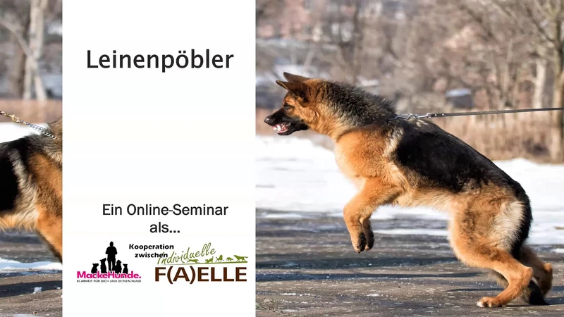 Hundetraining für sogenannte Problemhunde. Online Kurs für Leinenführigkeit.