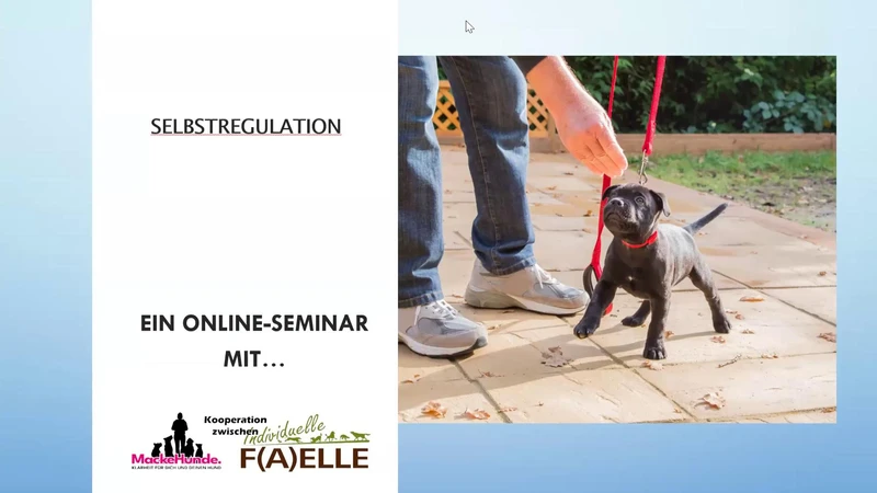 Hundetraining für sogenannte Problemhunde. Online Kurs für Leinenführigkeit.