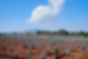 agave field 2.JPG