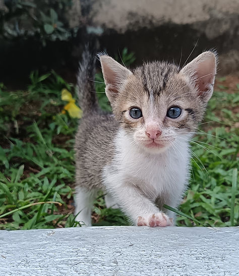 Gato