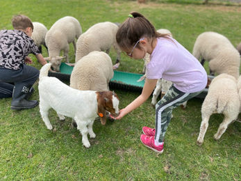 little girl hand feeding goat.jpeg