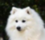 Sire: Maemuki Yo Yo "Archie"