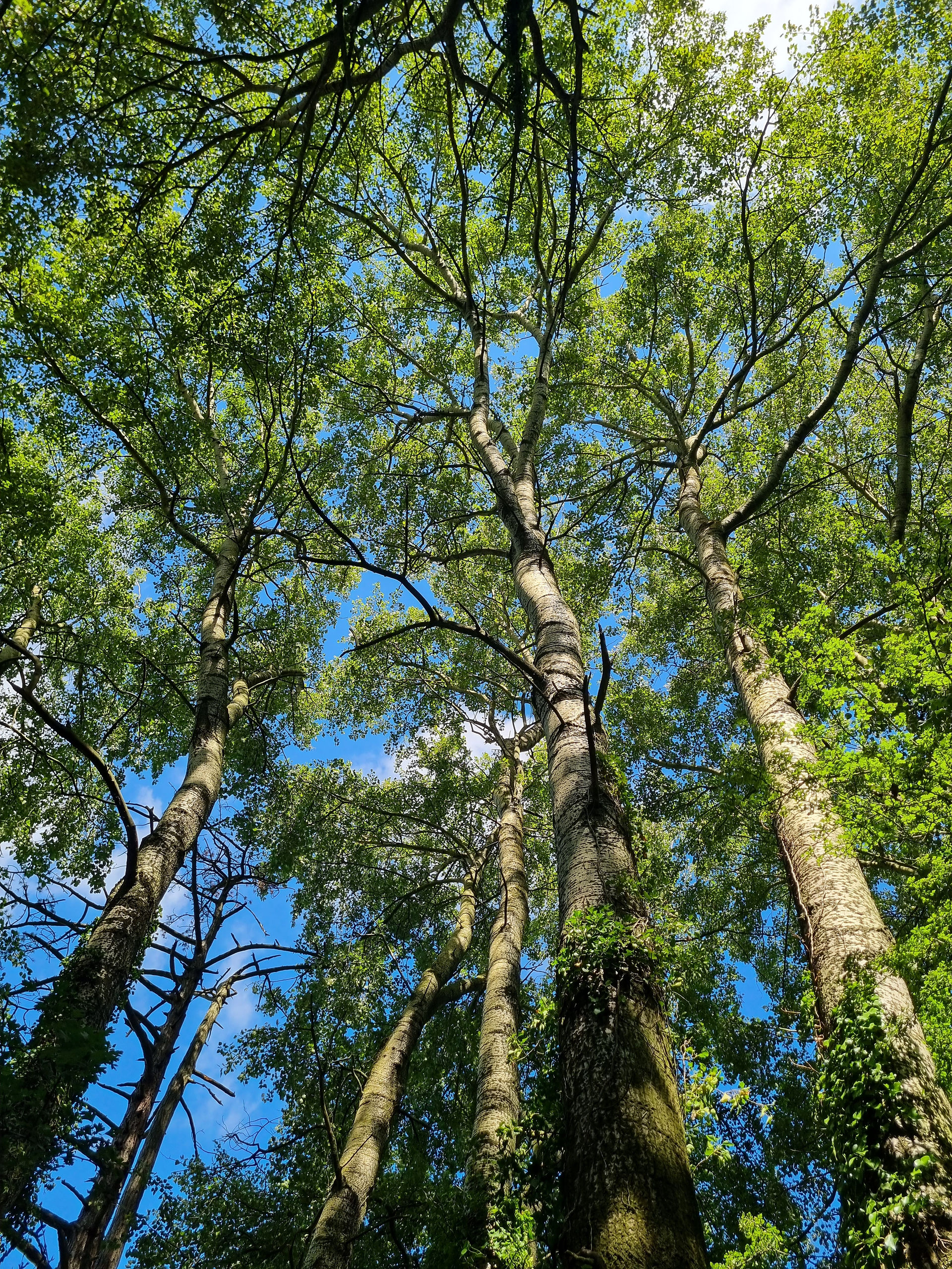 Grey Poplar trees in wiltshire