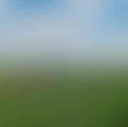 wildflower meadow with Cherhill Monument in the distance