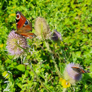 Peacock butterfly in a thistle in summer