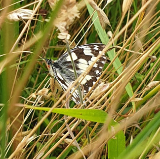 Marbled White Butterfly on Huish Down in Wiltshire