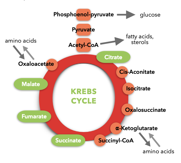 KrebsCycle image.png