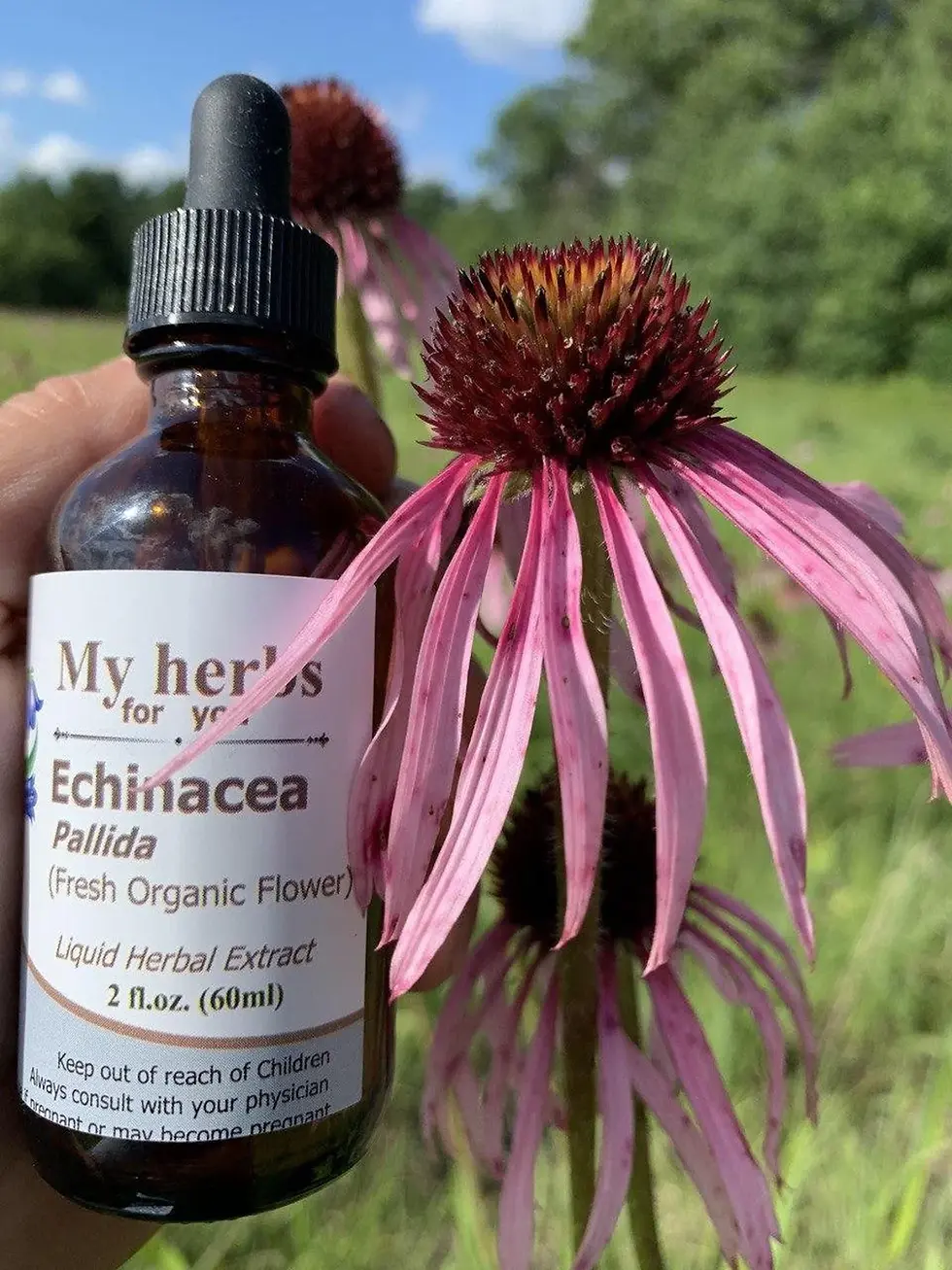 ECHINACEA PALLIDA Tincture, Organic flowers