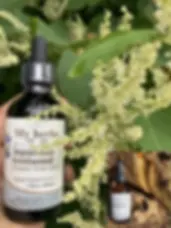 Japanese knotweed extract bottle and label with GOLDENROD Tincture, Organic in front of green plants.