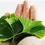 Thumbnail: Hand holding vibrant green leaves, essential context for the environment.
