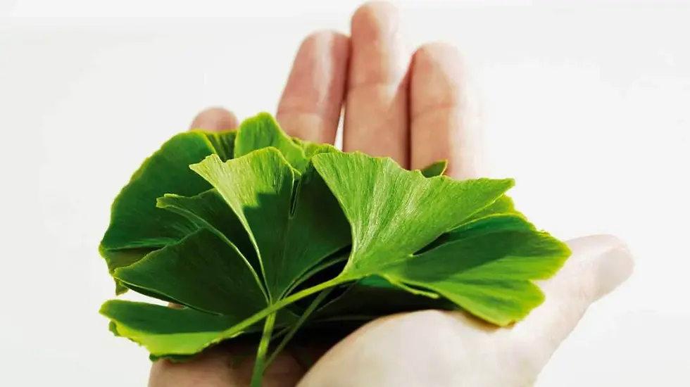 Thumbnail: Hand holding vibrant green leaves, essential context for the environment.