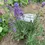 Thumbnail: Purple lavender plant with label reading 'My Favorite Lavender', Organic in garden.