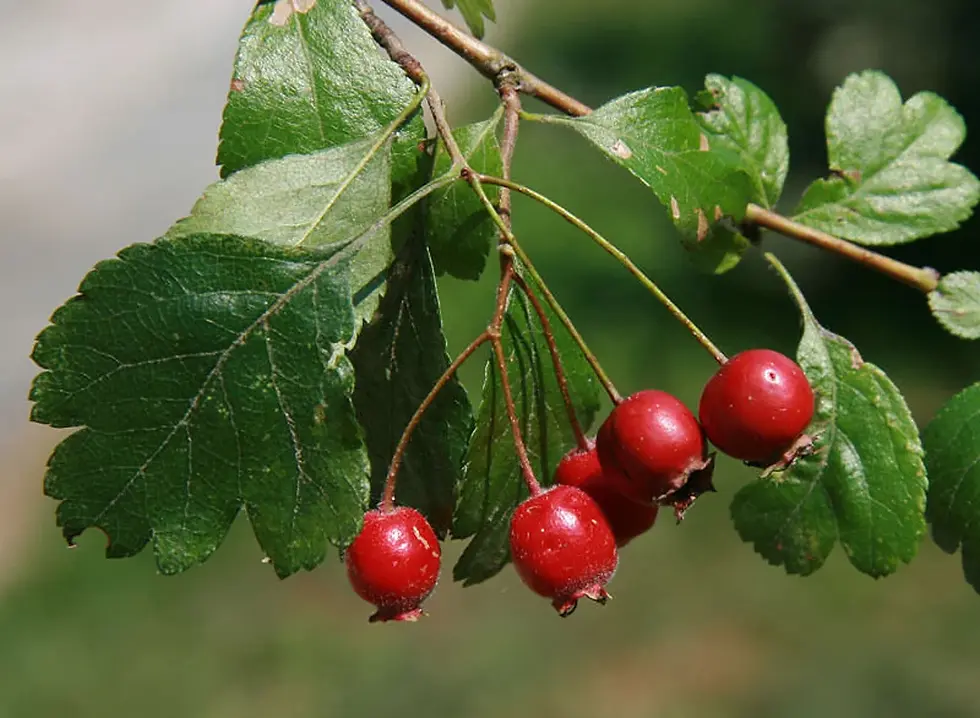 Thumbnail: Branch of red berries with green leaves close-up view background.