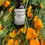 Thumbnail: Bottle of My herbs for you California Poppy with orange flowers closeup.