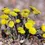 Thumbnail: Coltsfoot flowers blooming in nature, COLTSFOOT Tincture, Organic, with a rocky background.