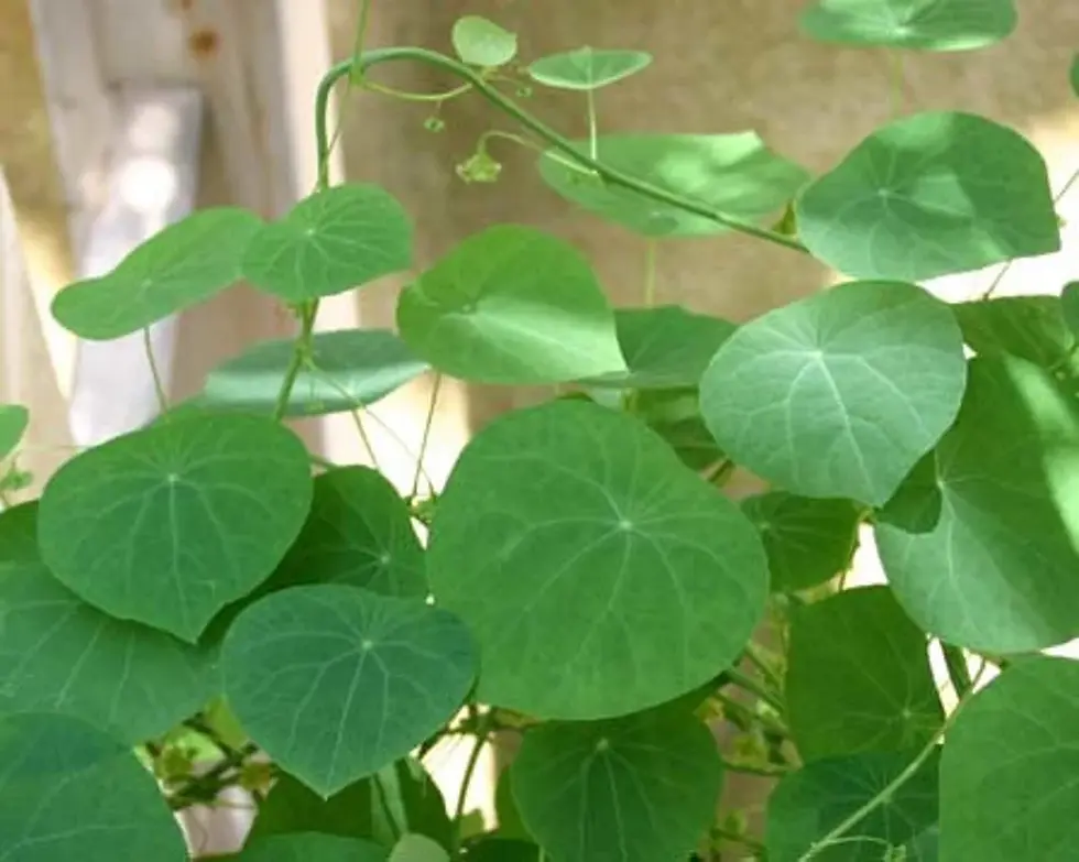 Thumbnail: Green leaves of a plant. WILLOW Herbal Extract (Alcohol Free), Organic. Natural plant in sunlight.