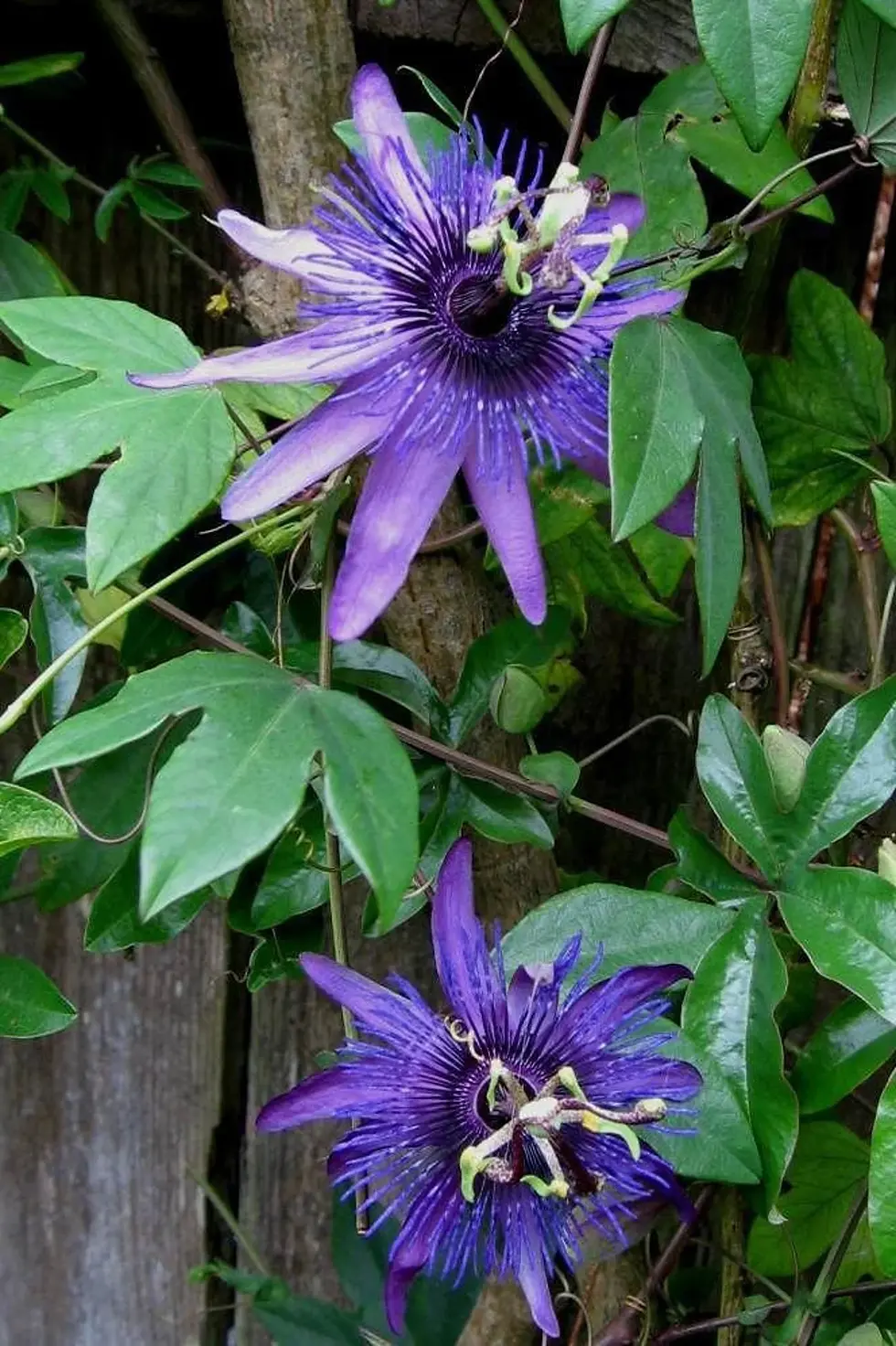 Thumbnail: Two vibrant purple passion flowers blooming with lush green leaves and vines.