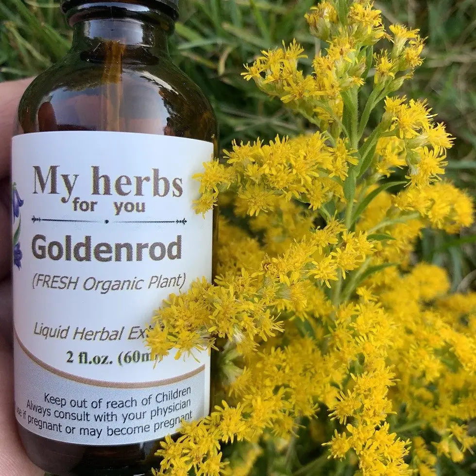 Thumbnail: Bottle of My herbs for you Goldenrod with GOLDENROD Tincture, Organic and fresh plant