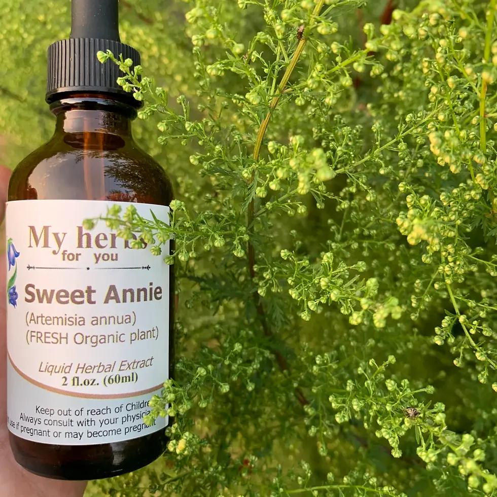 Thumbnail: Sweet Annie Liquid Herbal Extract bottle, My Hero for you, fresh organic plant.