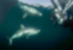 Salmon Sharks With Boone Hodgin