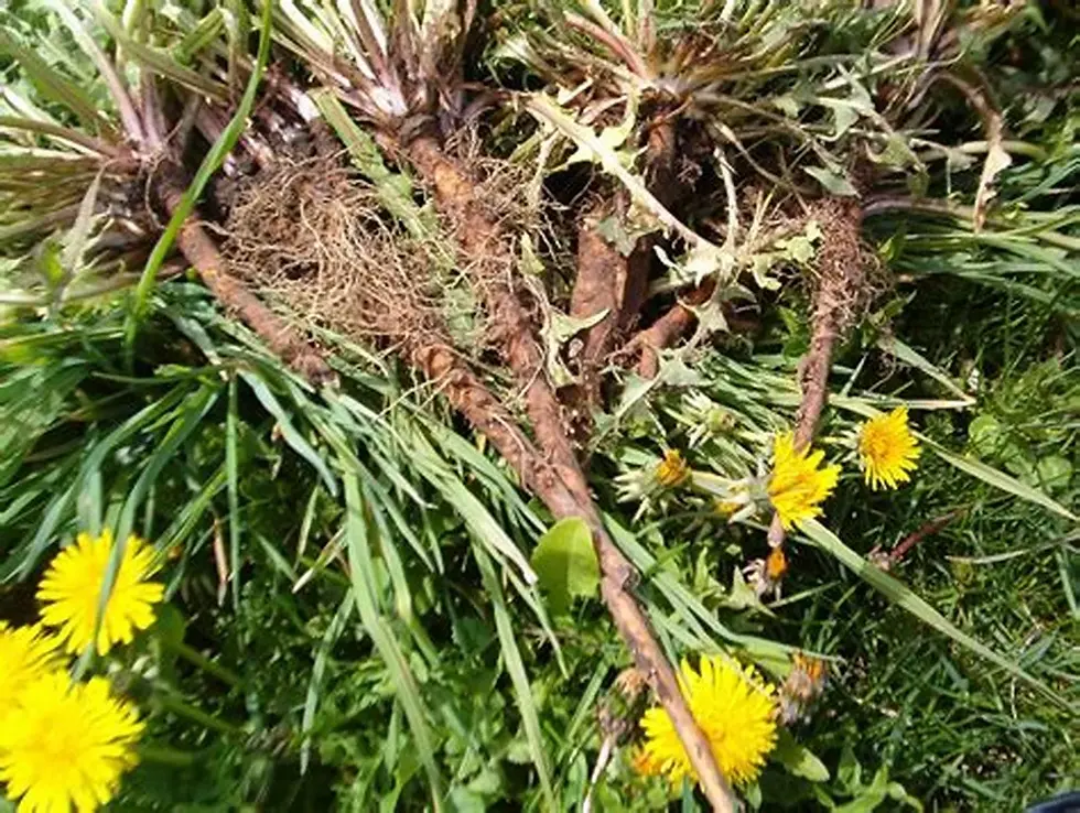 Thumbnail: Dandelion roots and flowers in grass, close up shot with natural light.