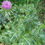 Thumbnail: MILK THISTLE Tincture, Organic