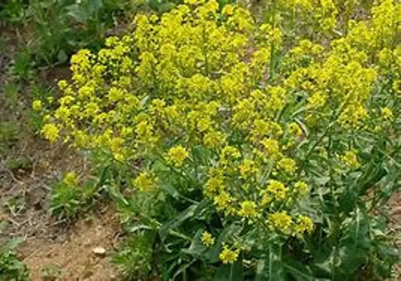 Thumbnail: Bright yellow flowers growing in a field, natural environment, springtime bloom.