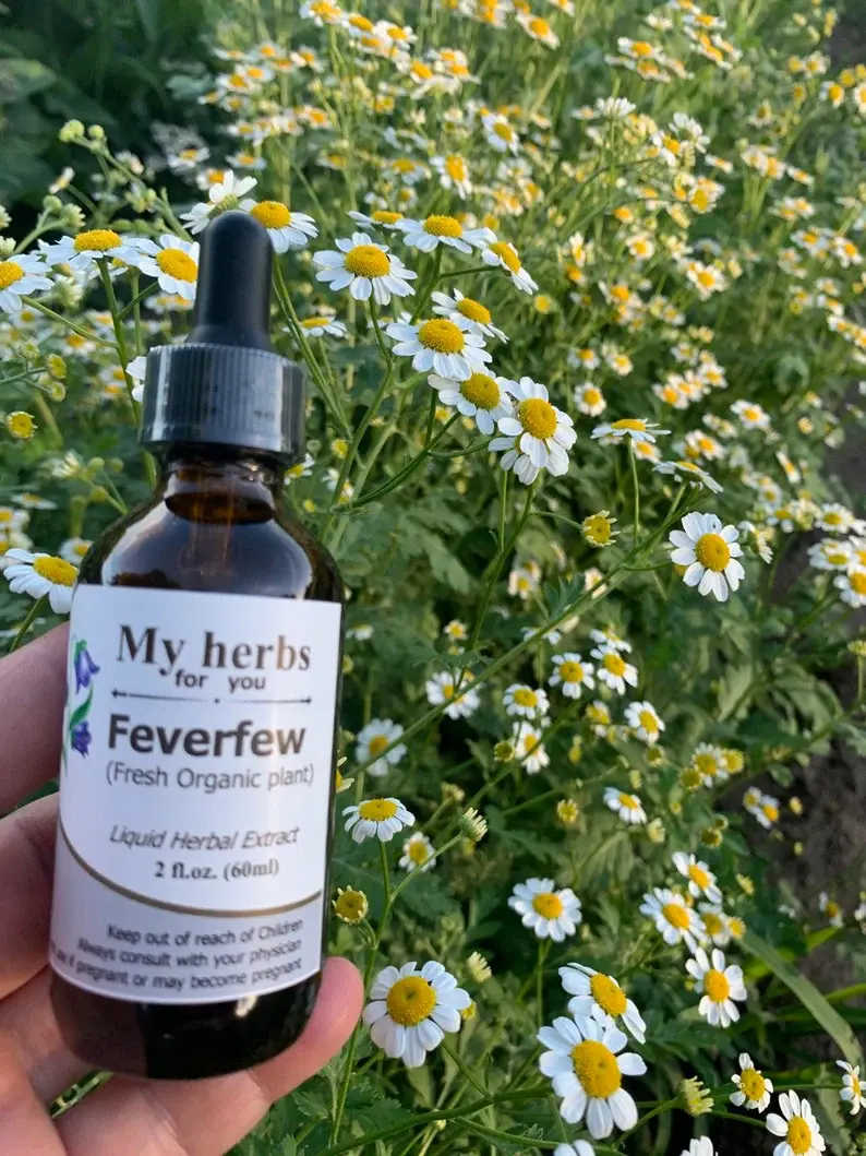 Thumbnail: Hand holding Feverfew herbal extract next to chamomile flowers My herbs for you.