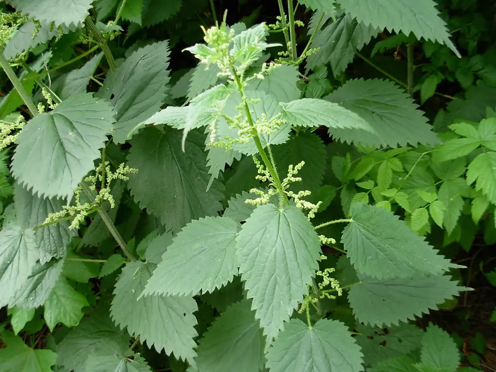 Thumbnail: Green nettle plant with pointed leaves, growing in dense forest setting.