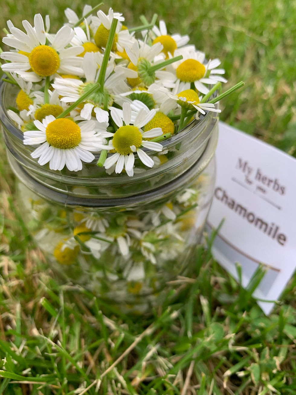 Thumbnail: Chamomile flowers in a jar, My Herbs label, fresh organic herbs, on grass.